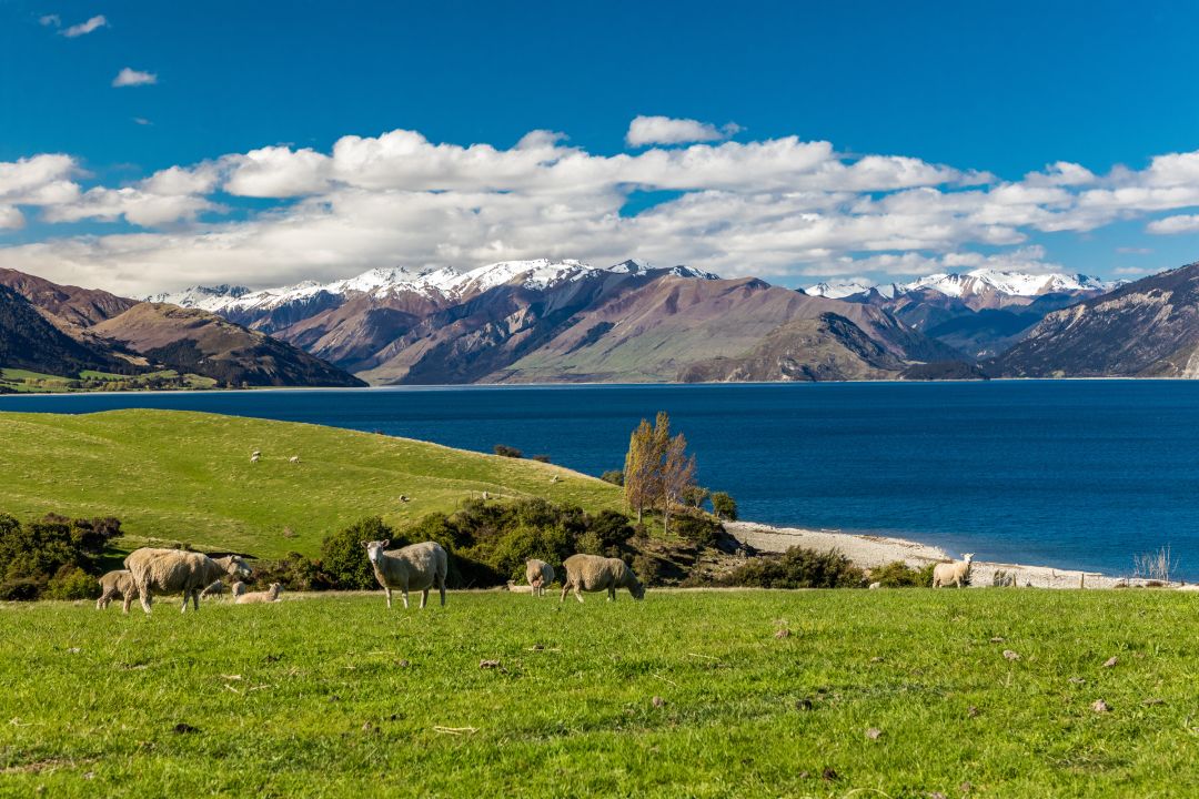 New Zealand